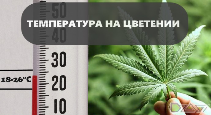 Влияние низкой температуры на коноплю цена 1 г марихуаны